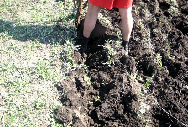 Homemade plow for plowing the land