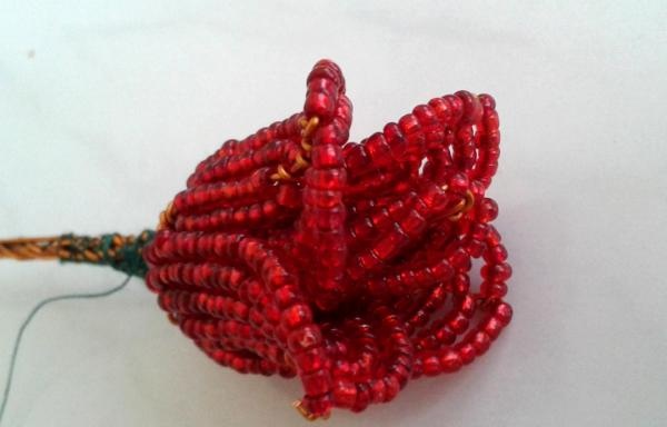 Rose buds with five petals