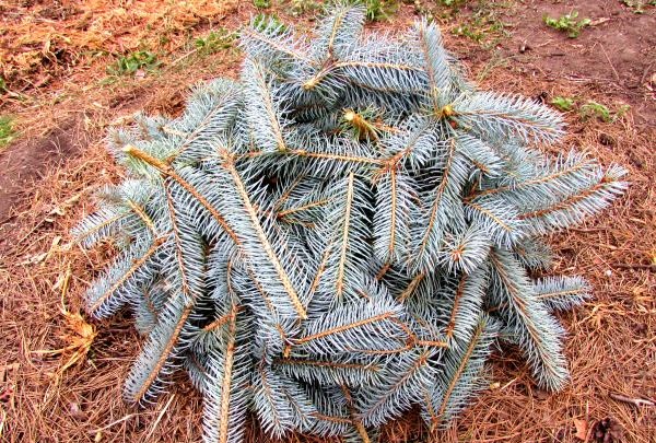 How to cover conifers for the winter