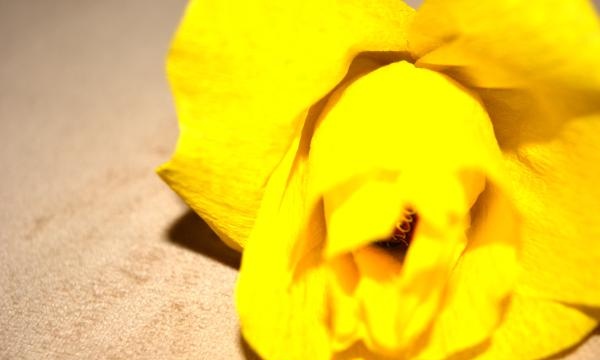 Bouquet of candies Yellow roses