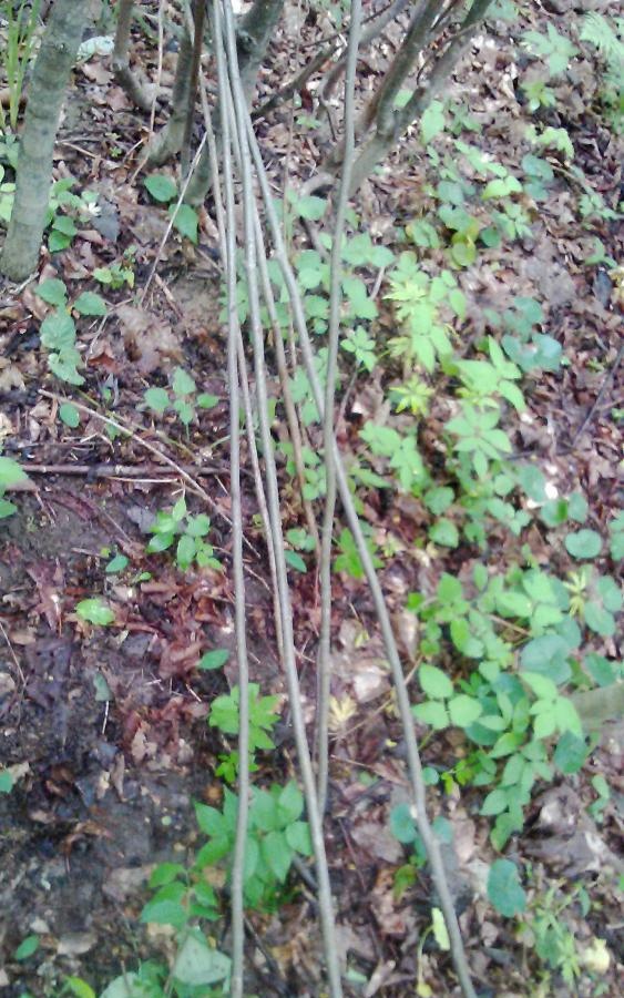 DIY wattle fence