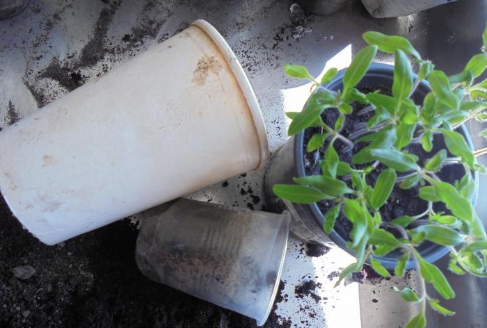 Tricks of compacted tomato picking