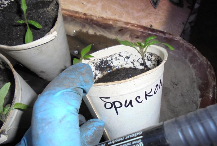 Tricks of compacted tomato picking