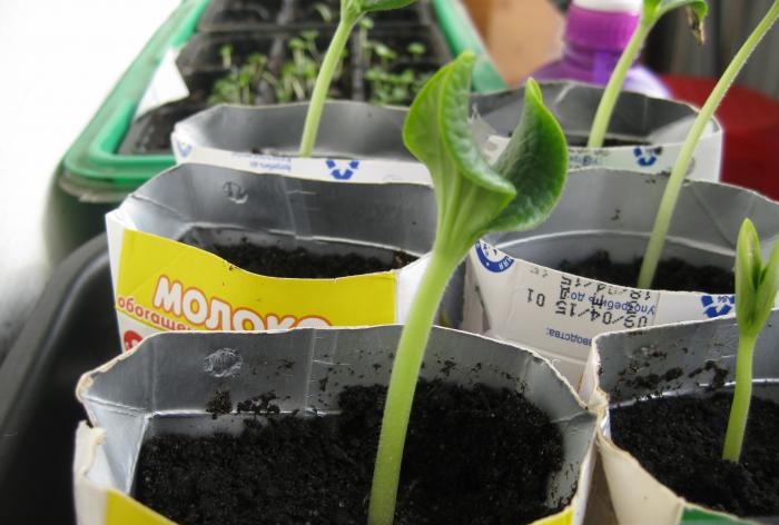 Growing zucchini in a warm bed