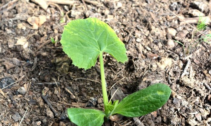 Growing zucchini in a warm bed