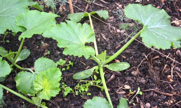 Growing zucchini in a warm bed