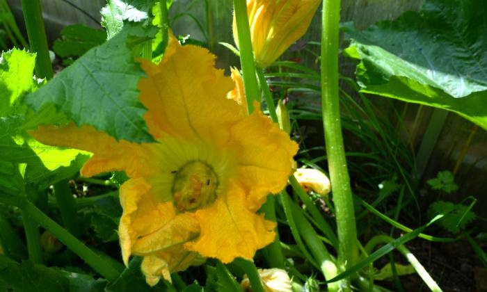 Growing zucchini in a warm bed