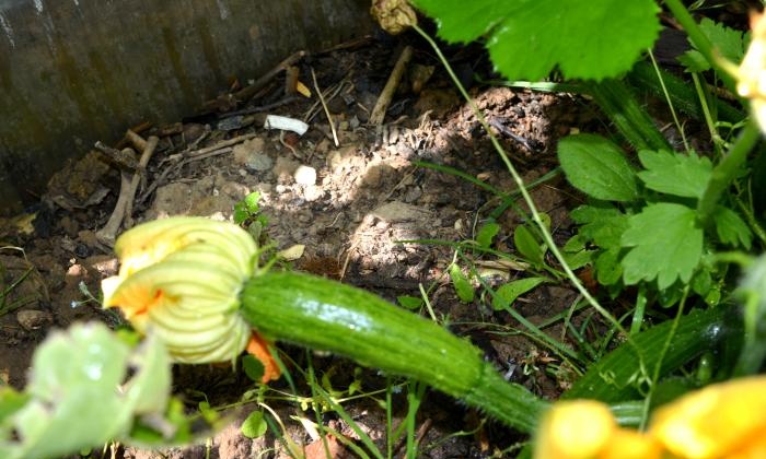 Growing zucchini in a warm bed