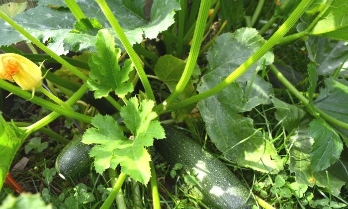 Growing zucchini in a warm bed