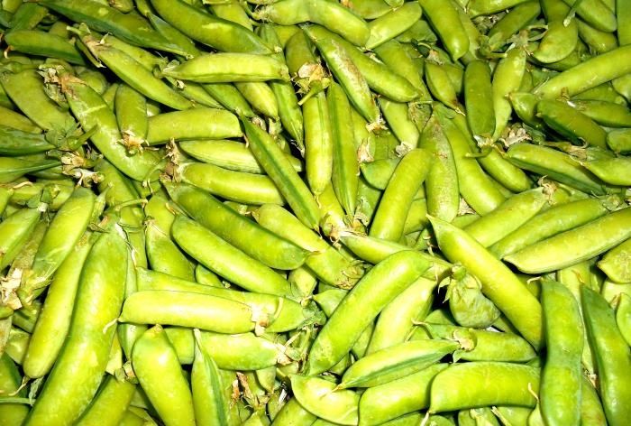 Harvesting for the winter - Green peas