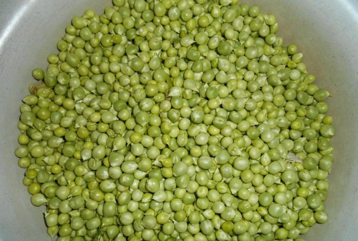 Harvesting for the winter - Green peas