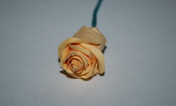 half-opened rose bud