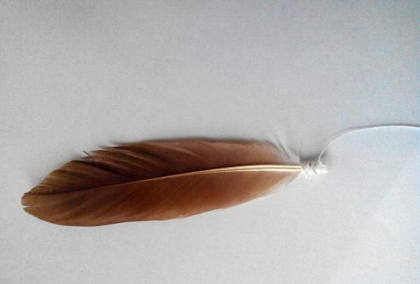 feather