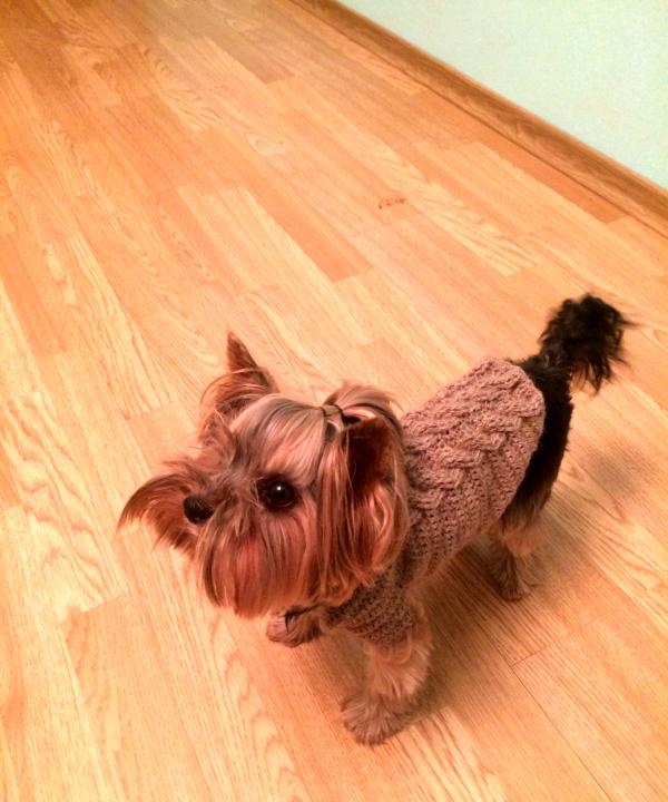 dog in a sweater