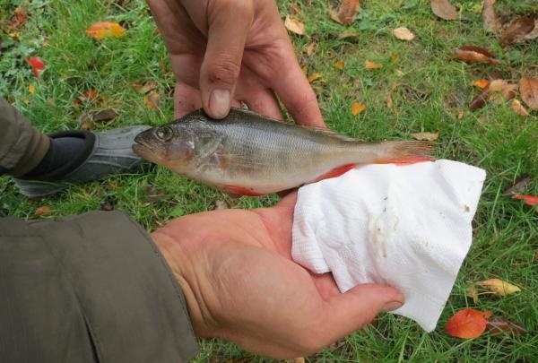 wipe each fish with a napkin