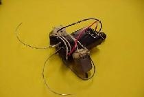 Robot bug