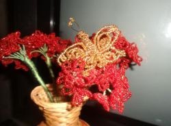 Beaded geranium