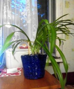 Flower pot made from newspaper tubes