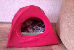 House-tent for a pet