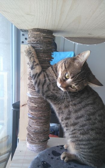 Cardboard scratching post