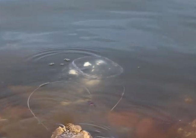 Fishing with a plastic bottle