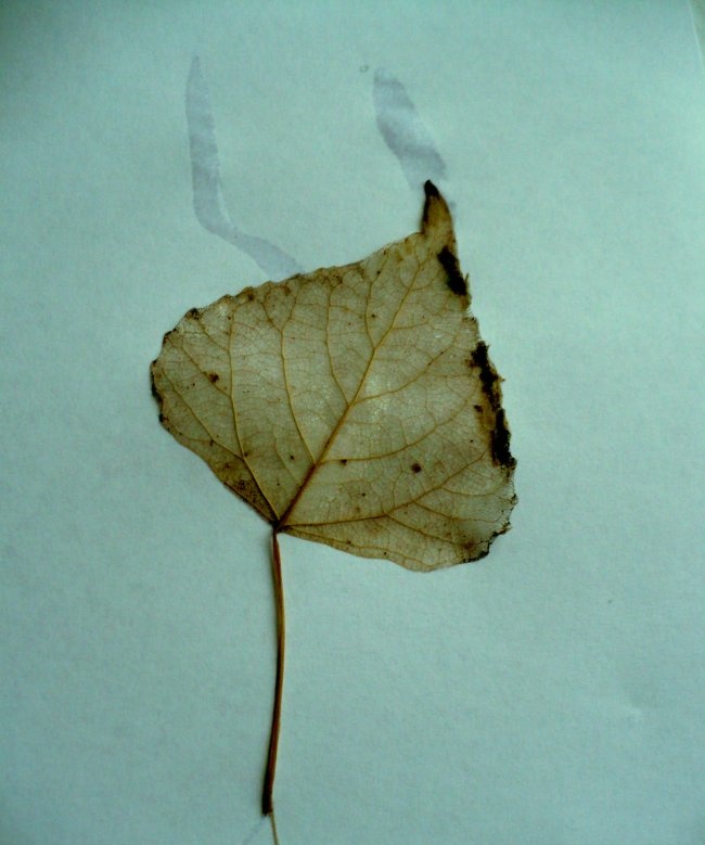 How to make skeletonized leaves easily