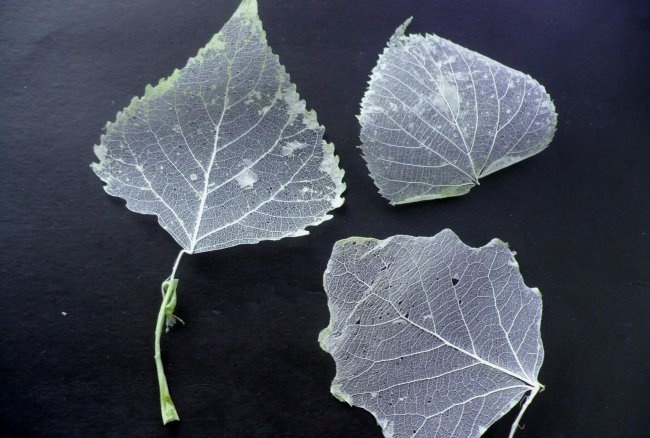 How to make skeletonized leaves easily