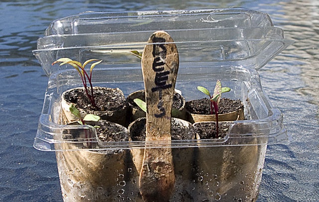 Mini greenhouse for seedlings