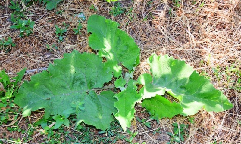 DIY burdock shampoo