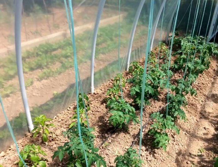 A simple greenhouse made of PVC pipes