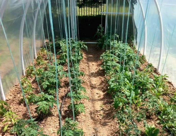 A simple greenhouse made of PVC pipes