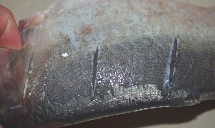 Whole seabass fried in a frying pan