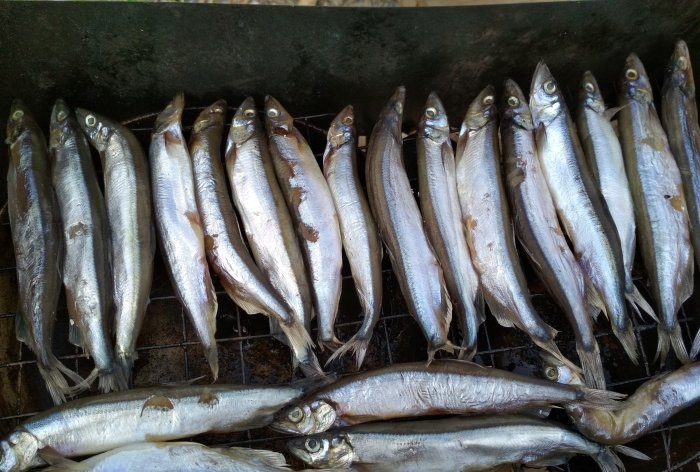 Smoking capelin at home