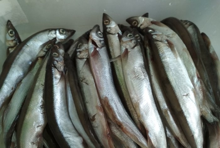 Smoking capelin at home