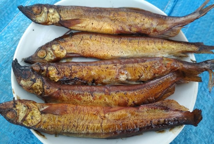 Smoking capelin at home