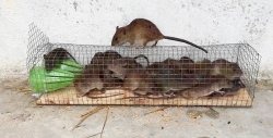 A simple trap for small rodents