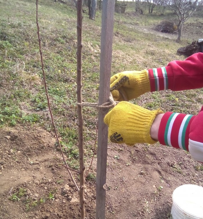 I have a house and a son. It's time to learn how to plant trees or how to plant an apricot in the spring.