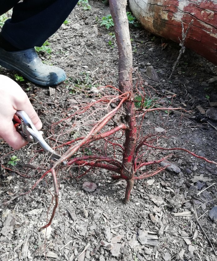 I have a house and a son. It's time to learn how to plant trees or how to plant an apricot in the spring.