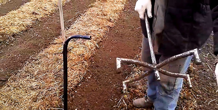 Planting potatoes without a shovel