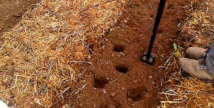 Planting potatoes without a shovel