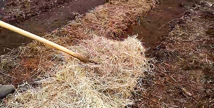 Planting potatoes without a shovel