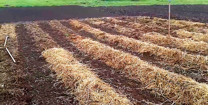 Planting potatoes without a shovel