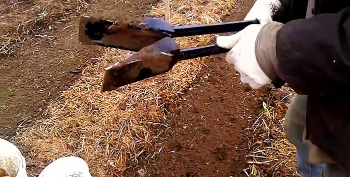 Planting potatoes without a shovel