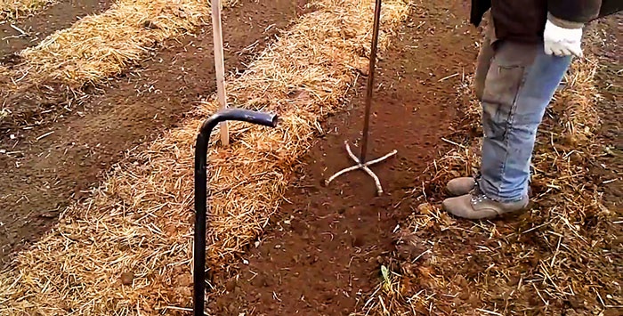 Planting potatoes without a shovel