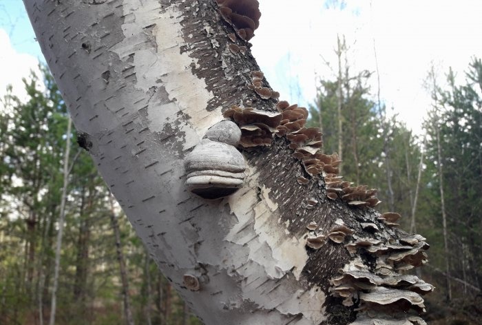 How to protect yourself from mosquitoes in the forest without special equipment