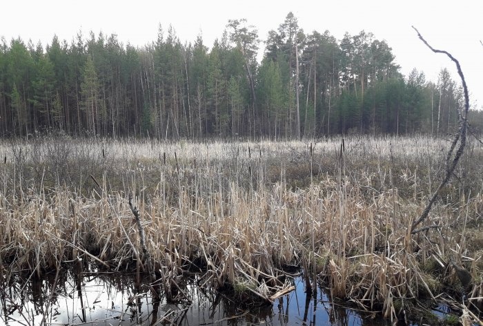 How to protect yourself from mosquitoes in the forest without special equipment