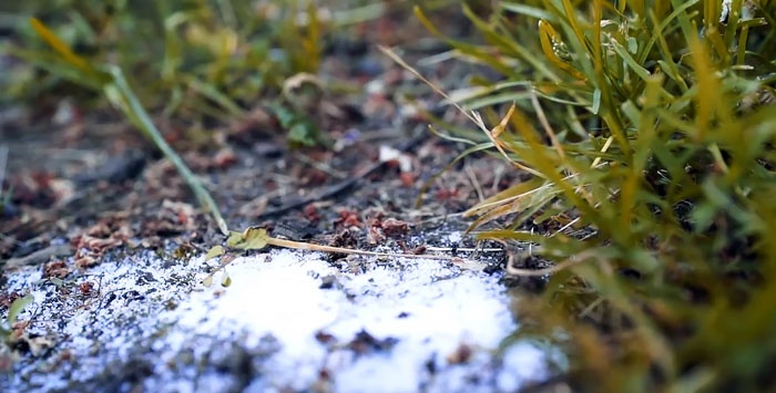 7 Effective Methods to Control Ants