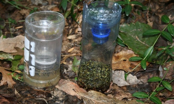 How to make an effective wasp trap from a plastic bottle