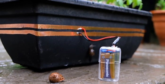 Protecting seedlings from snails using electric current