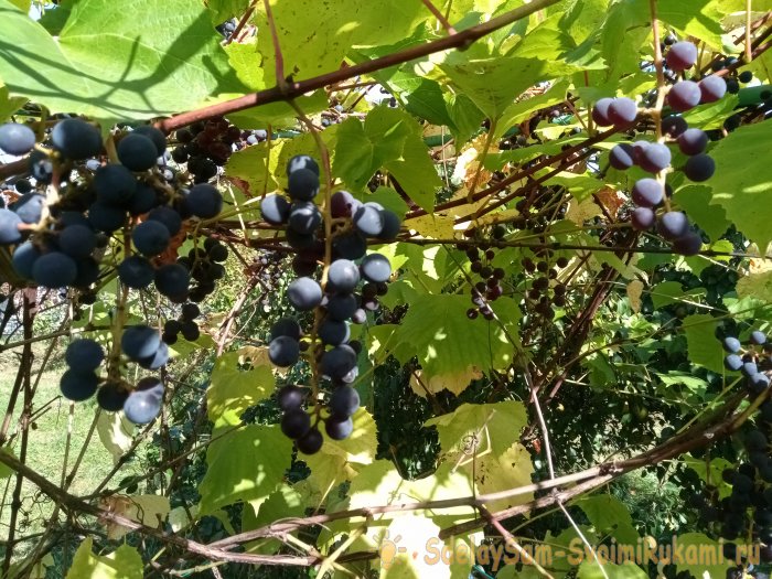 Making wine at home